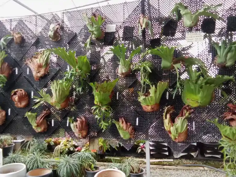 Hanging plants 768x576
