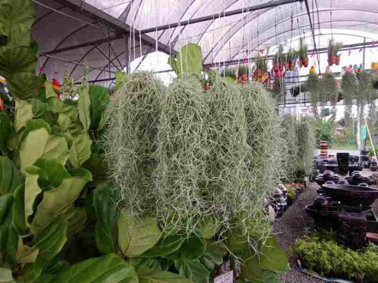 Nursery Kajang Hanging plants 768x576