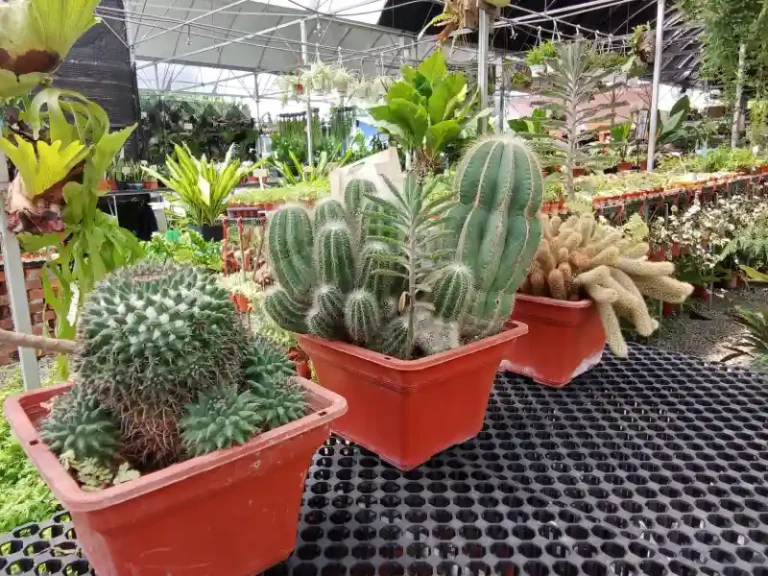 Nursery Kajang cactus 768x576