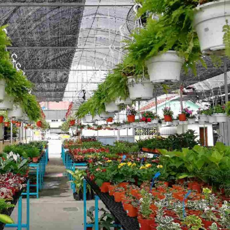 Nursery gardening Semenyih 768x768