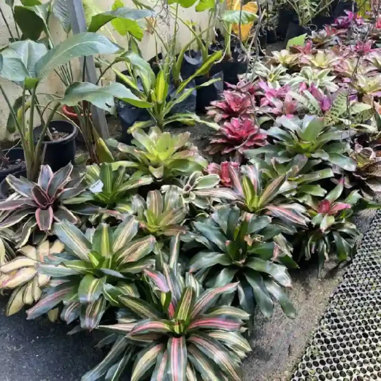 Nursery outdoor plants Semenyih 768x768