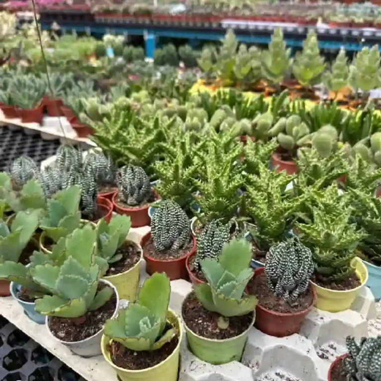 cactus and suculents 768x768