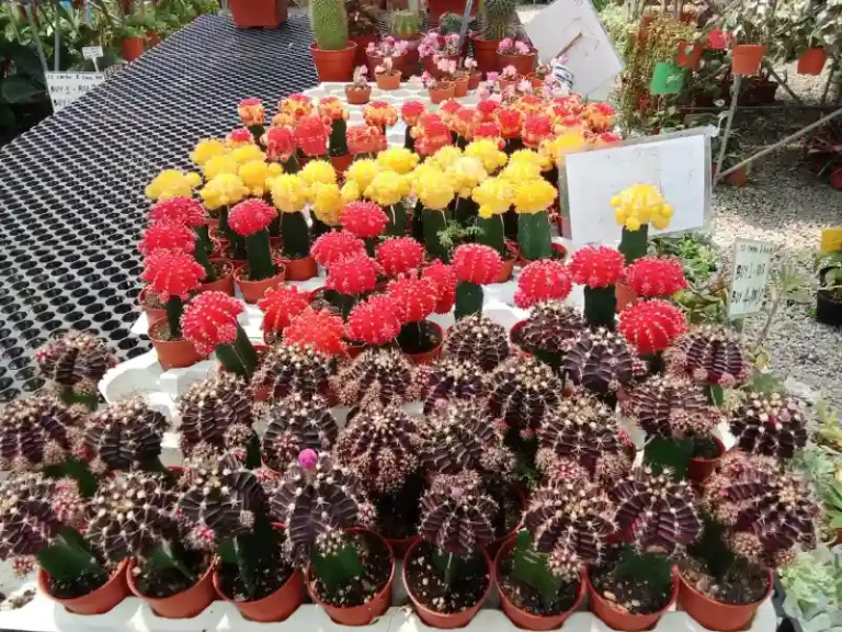 decorative cactus 768x576
