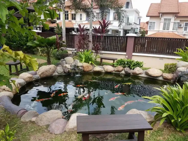 healthy nishikigoi koi fish pond 768x576