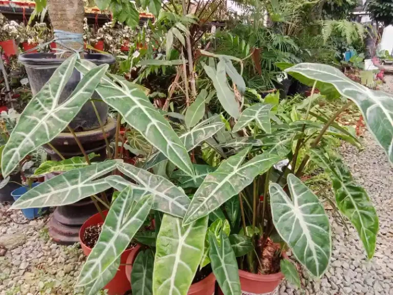 indoor and outdoor plants 768x576