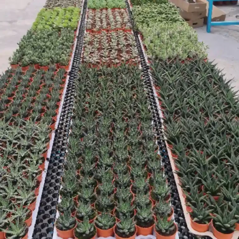 many plants in pots 768x768