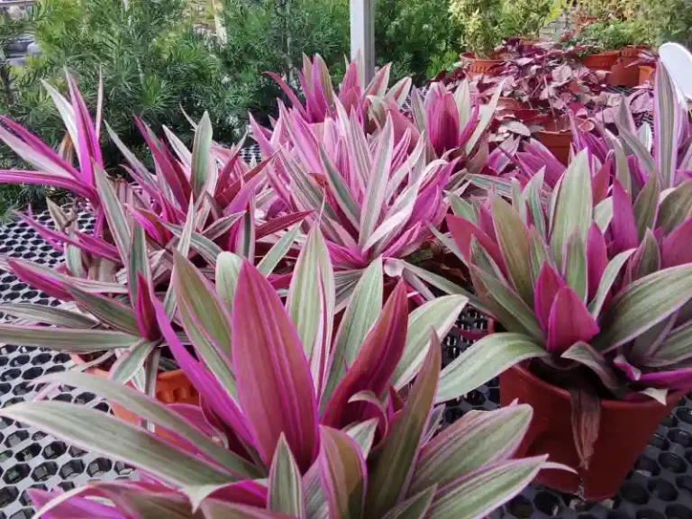 outdor plants 768x576