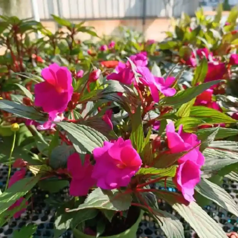 pink flower in pot gardening Semenyih 768x768