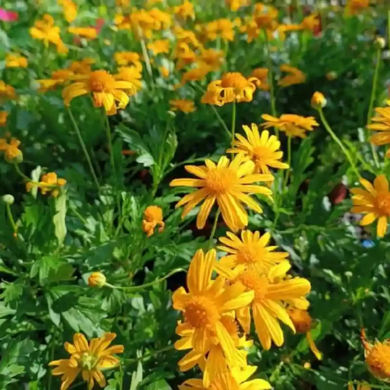 yellow daisy outdoor flowers 768x768