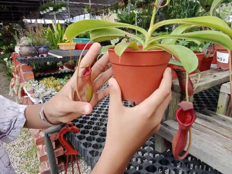 Pitcher plant