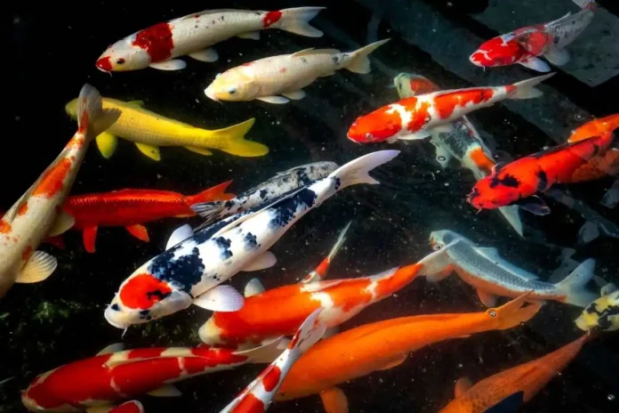 Koi pond