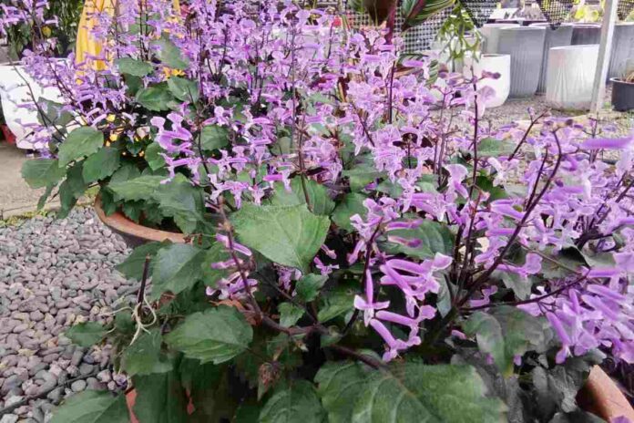 Purple flowers garden center, nursery in kajang