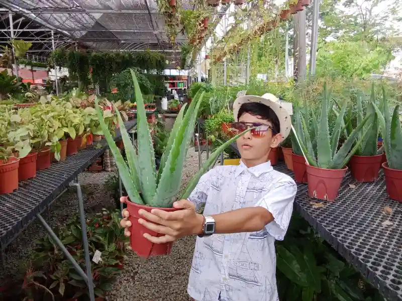 Real aloe vera